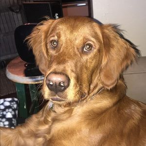 Meet your Posher, Hailey